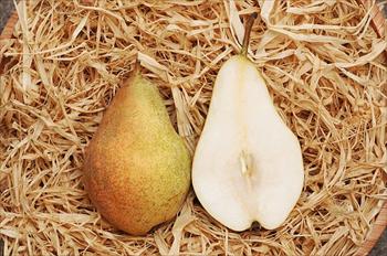 پوست زنگاری میوه گلابی